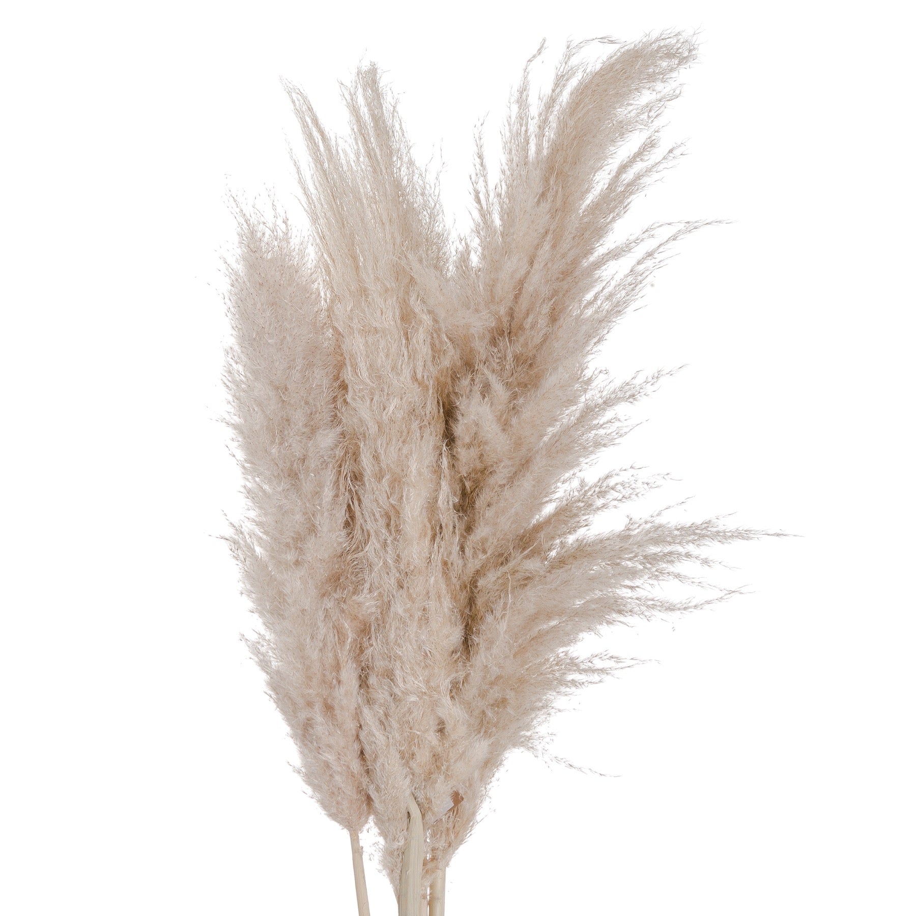 Pampas Grass - Cream  20543 Hill Interiors Faux Flowers Cote Furniture