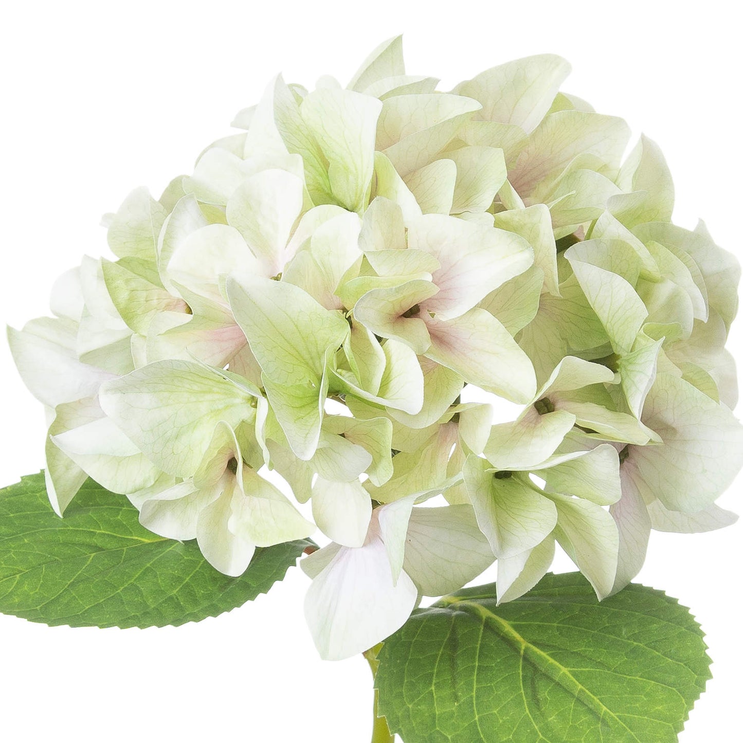 Single Hydrangea - Shabby Green  21065 Hill Interiors Faux Flowers Cote Furniture