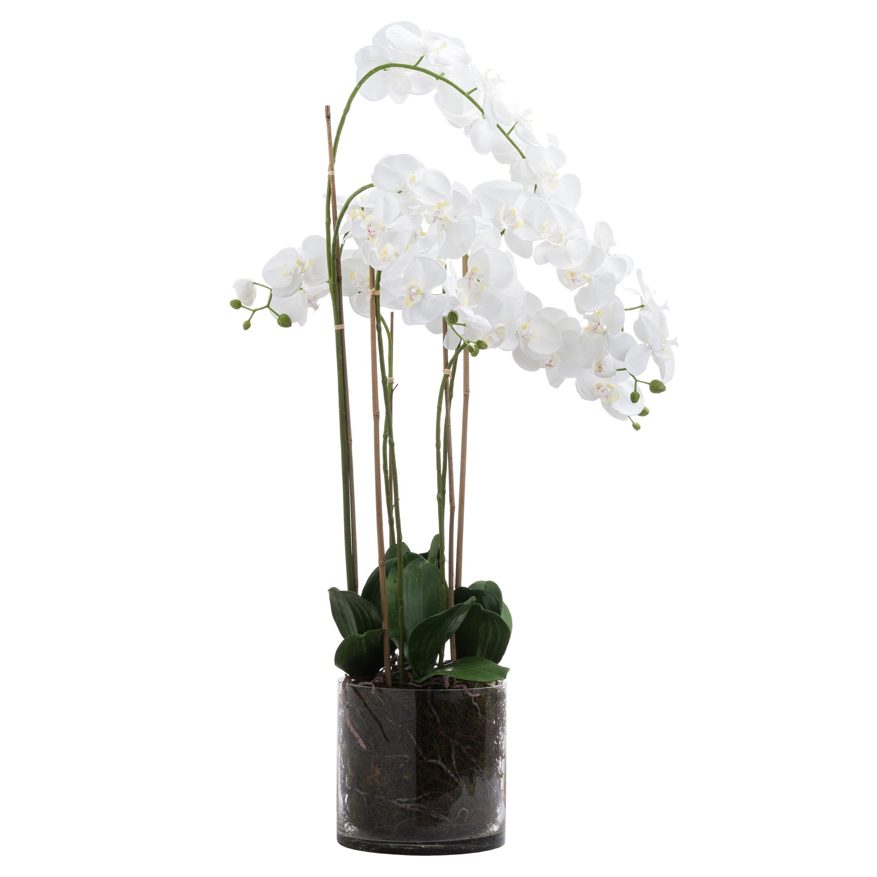 Tall Orchid In Glass Pot (Large) - White  21228 Hill Interiors Faux Flowers Cote Furniture