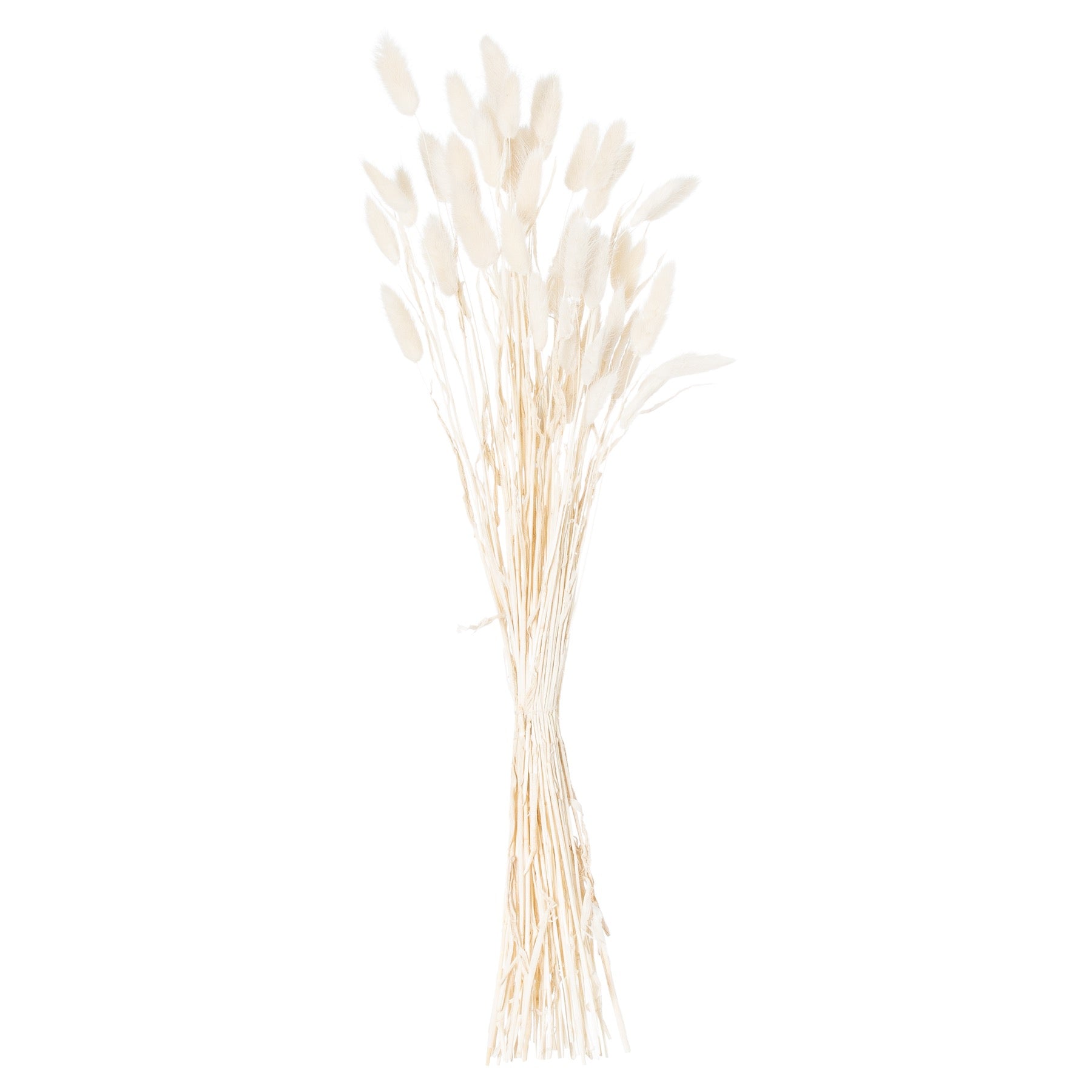 Dried Bunny Tail (Bunch of 60) - White 21690 Hill Interiors Faux Flowers Cote Furniture