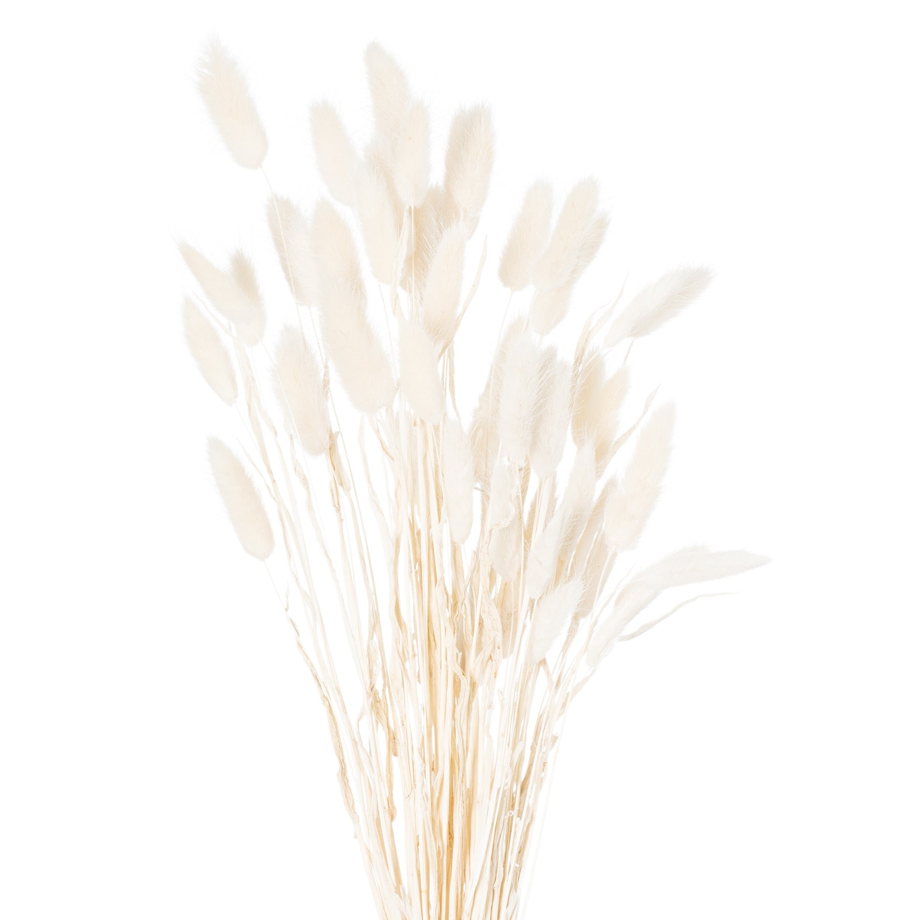 Dried Bunny Tail (Bunch of 60) - White 21690 Hill Interiors Faux Flowers Cote Furniture