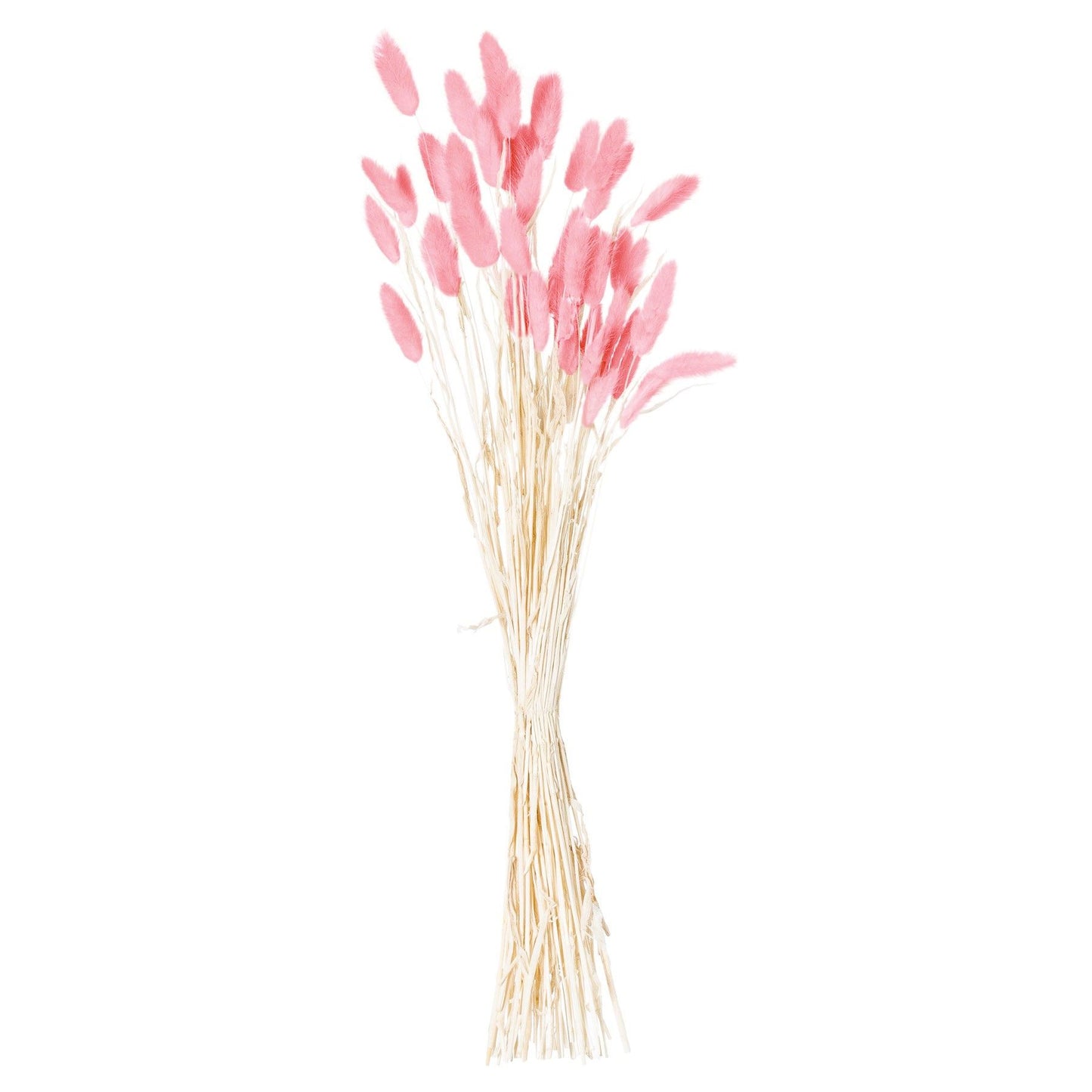 Dried Bunny Tail (Bunch of 40) - Pale Pink 21691 Hill Interiors Faux Flowers Cote Furniture