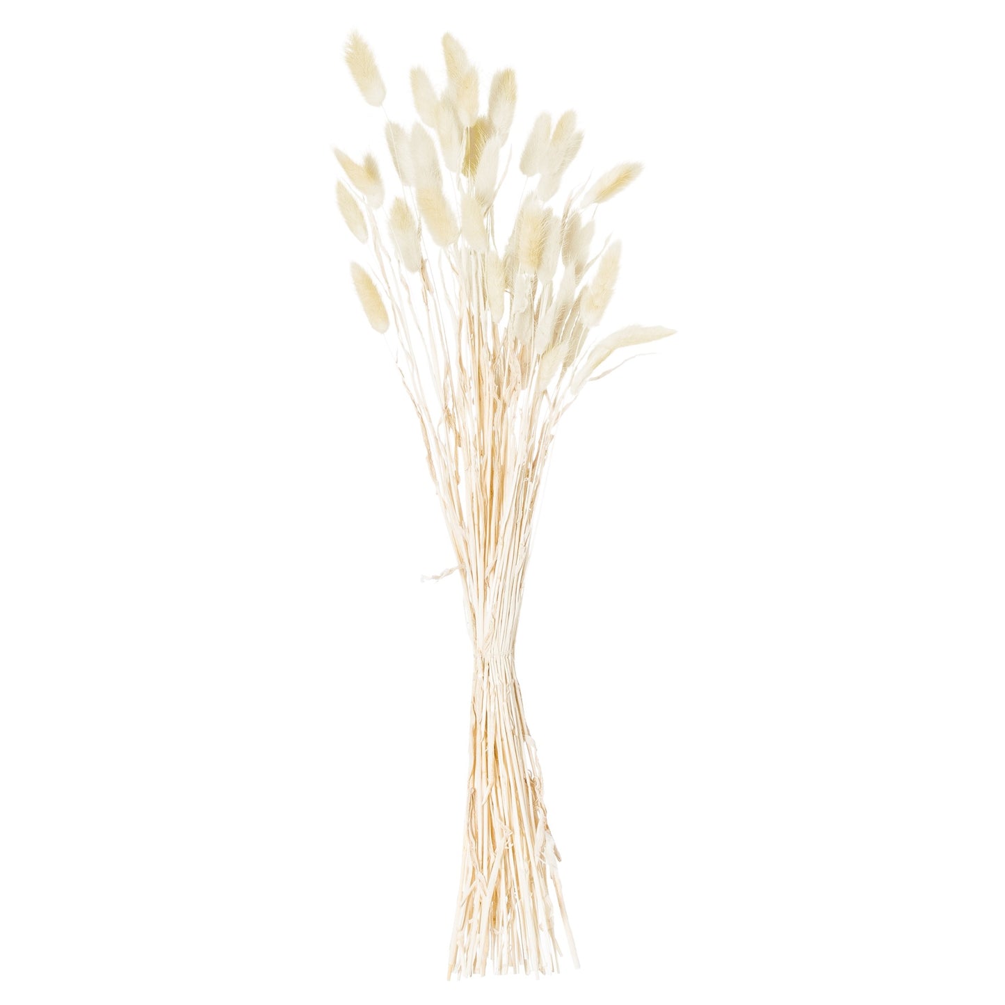 Dried Bunny Tail (Bunch of 40) - Natural 21692 Hill Interiors Faux Flowers Cote Furniture