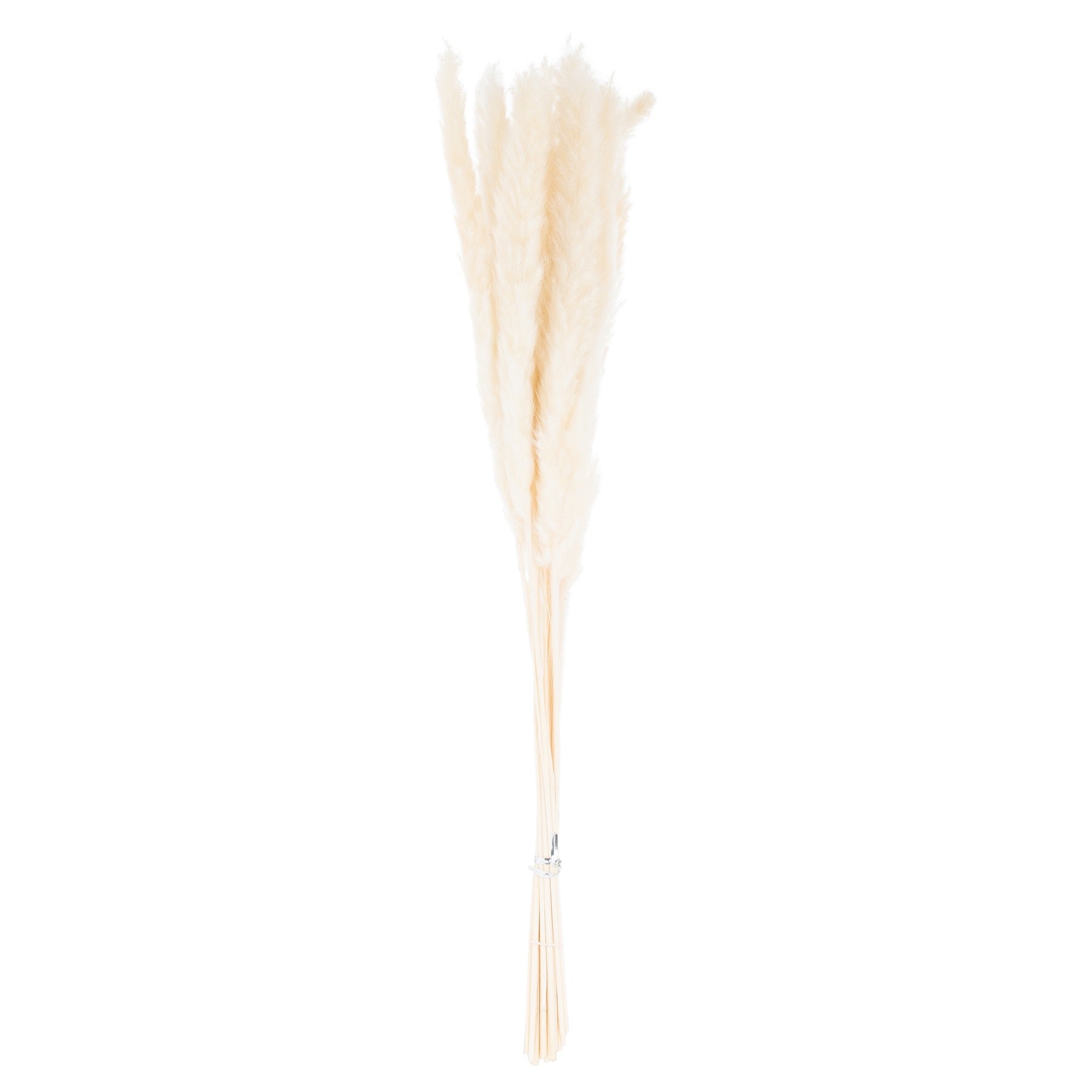 Mini Pampas Grass (Bunch of 15) - White 21695 Hill Interiors Faux Flowers Cote Furniture