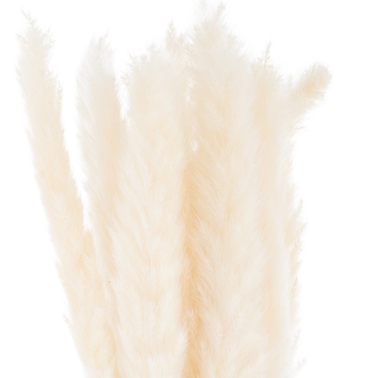 Mini Pampas Grass (Bunch of 15) - White 21695 Hill Interiors Faux Flowers Cote Furniture