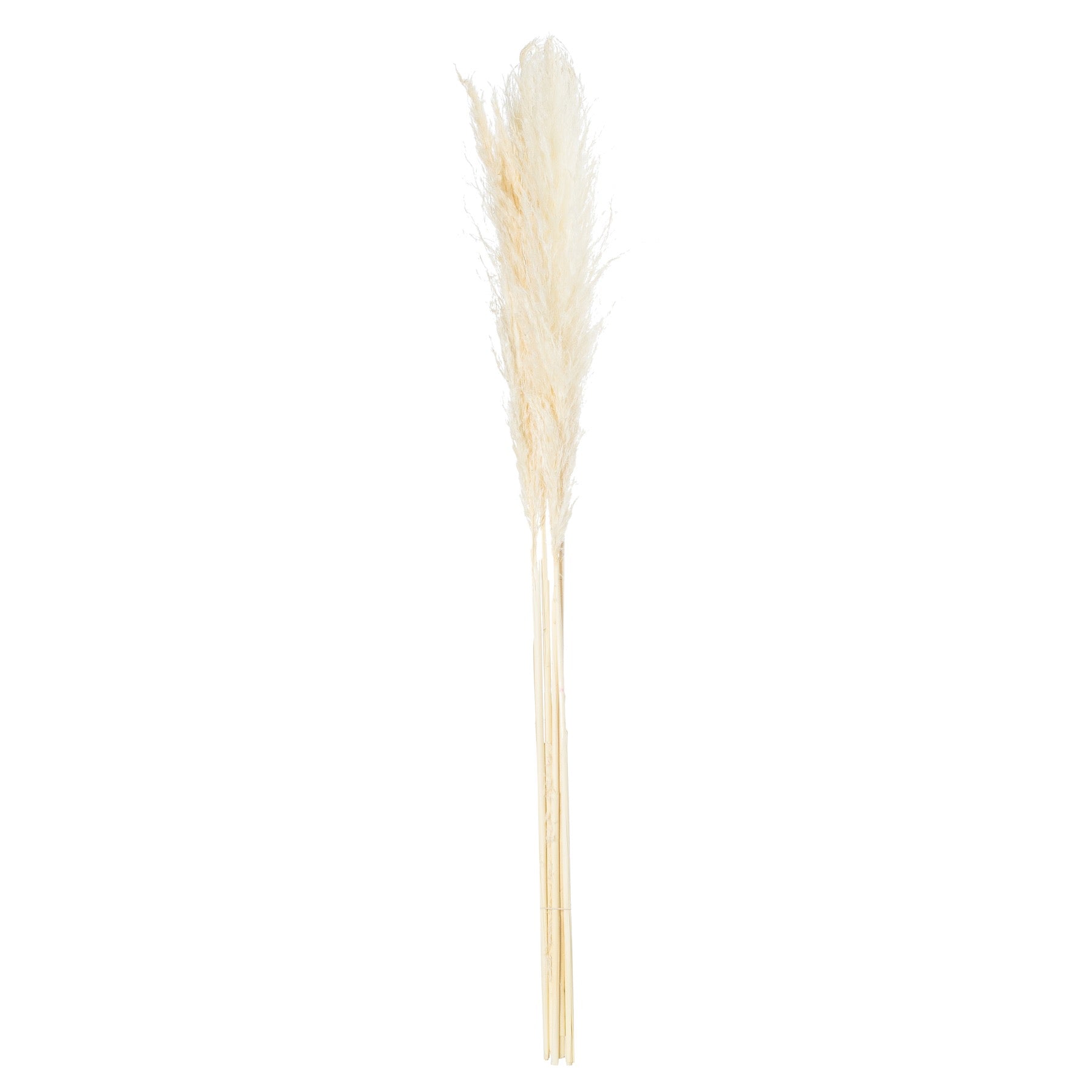 Pampas Grass Stem - Cream 21702 Hill Interiors Faux Flowers Cote Furniture