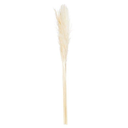 Pampas Grass Stem - Cream 21702 Hill Interiors Faux Flowers Cote Furniture