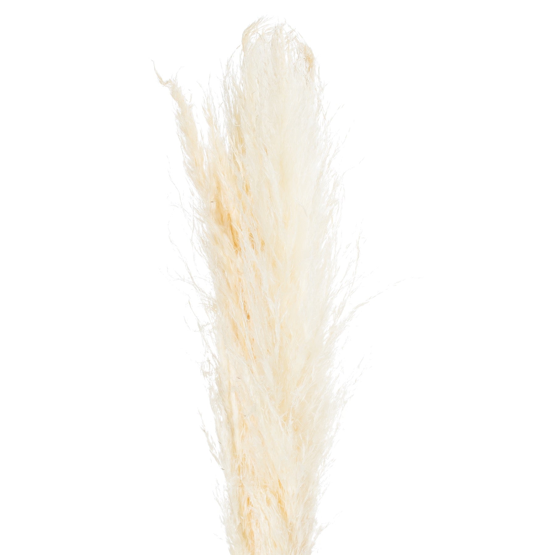 Pampas Grass Stem - Cream 21702 Hill Interiors Faux Flowers Cote Furniture