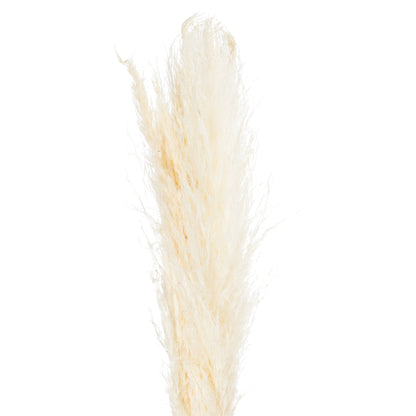 Pampas Grass Stem - Cream 21702 Hill Interiors Faux Flowers Cote Furniture