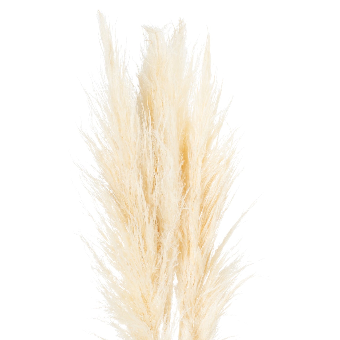 Pampas Grass Stem - Cream 21702 Hill Interiors Faux Flowers Cote Furniture