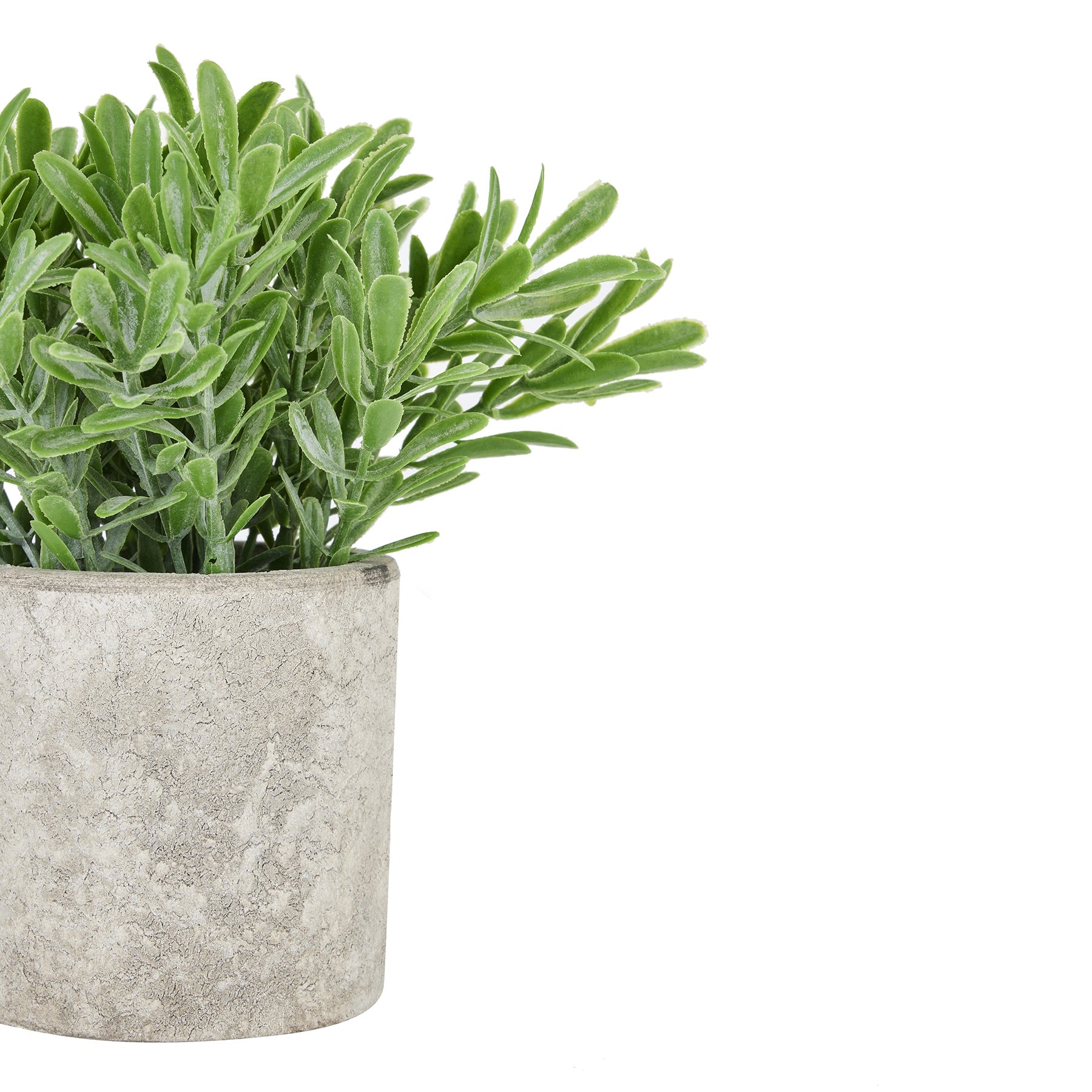 Buxus Plant - In Stone Effect Pot 22095 Hill Interiors Faux Flowers Cote Furniture