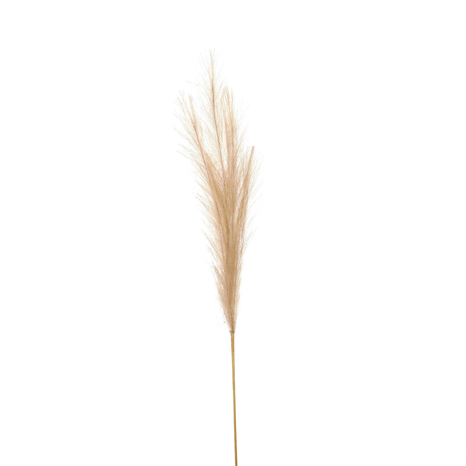 Faux Pampas Grass Stem - Bleached  22107 Hill Interiors Faux Flowers Cote Furniture