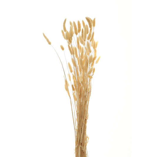 Bouquet Of Tall Bunny Tails - Natural White 22204 Hill Interiors Faux Flowers Cote Furniture