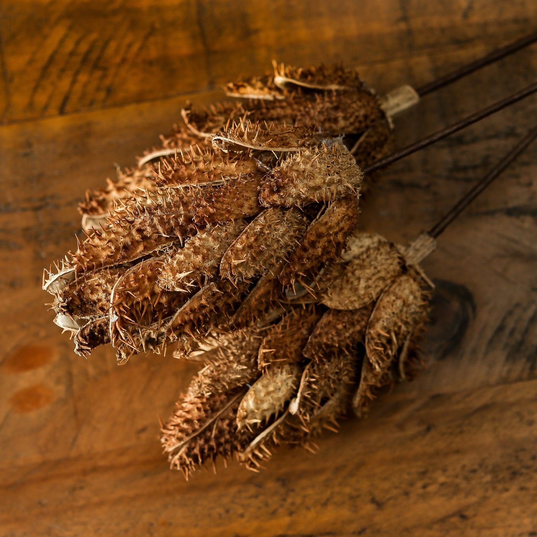 Bouquet Of Dried Protea - Natural 22205 Hill Interiors Faux Flowers Cote Furniture