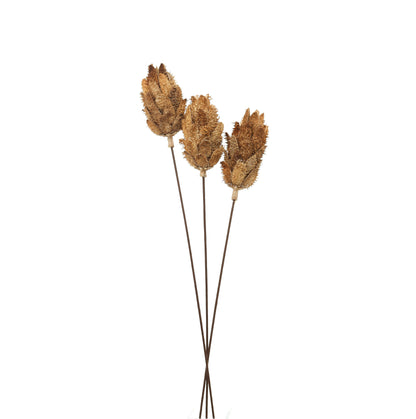 Bouquet Of Dried Protea - Natural 22205 Hill Interiors Faux Flowers Cote Furniture