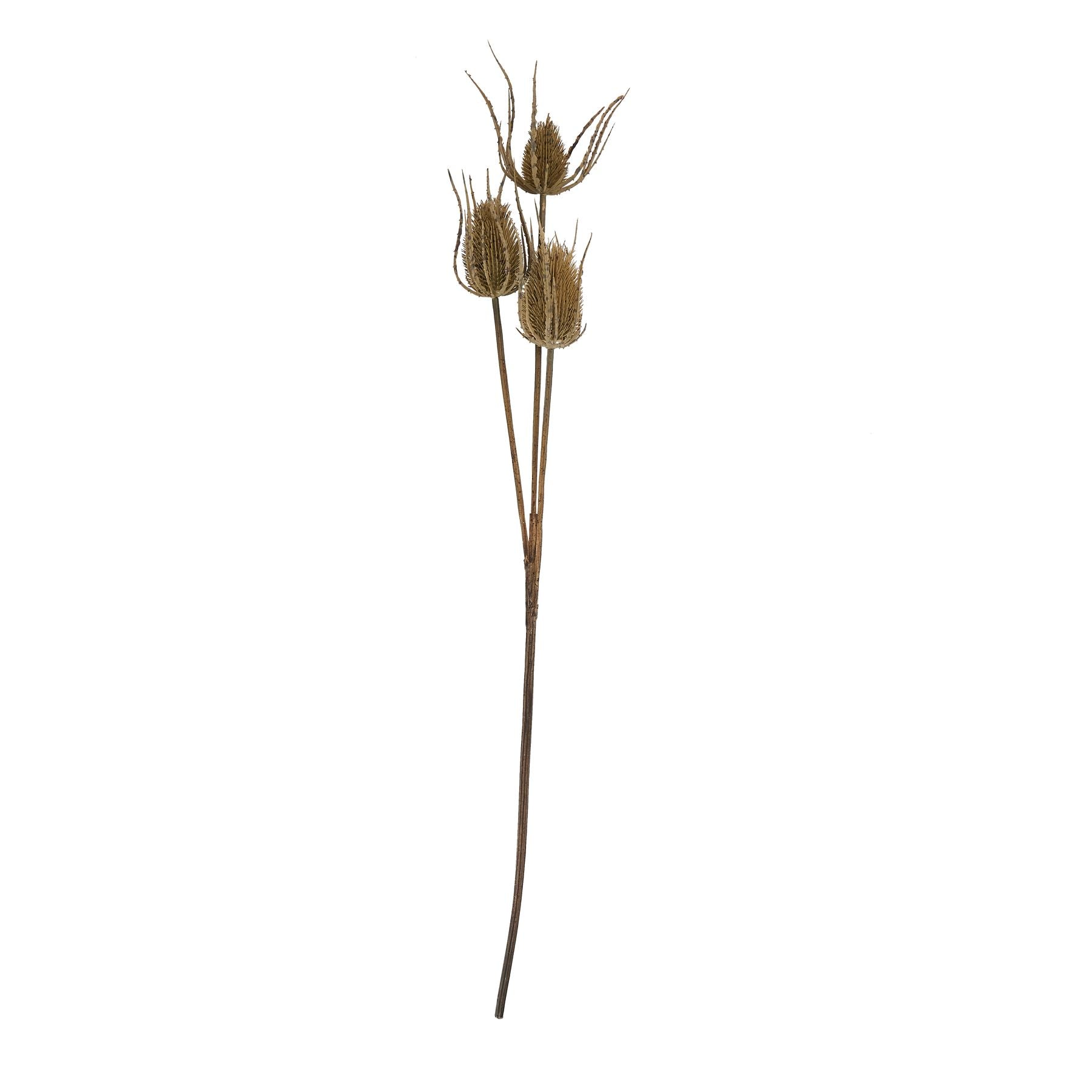 Large Triple Teasle Stem - Brown 22734 Hill Interiors Faux Flowers Cote Furniture